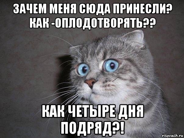 зачем меня сюда принесли? как -оплодотворять?? как четыре дня подряд?!, Мем  удивлённый кот