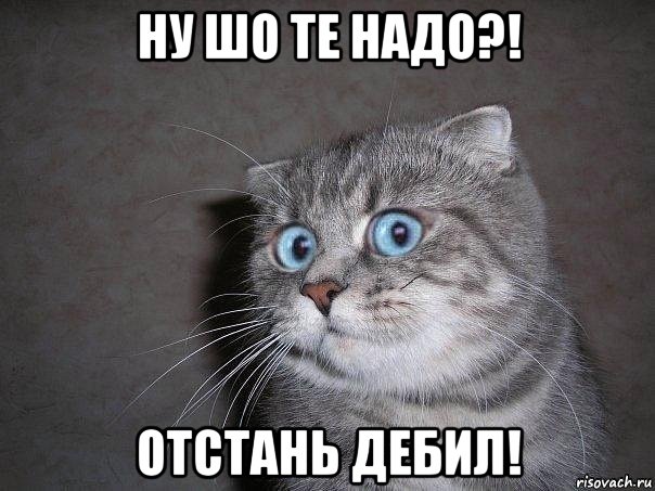 ну шо те надо?! отстань дебил!, Мем  удивлённый кот