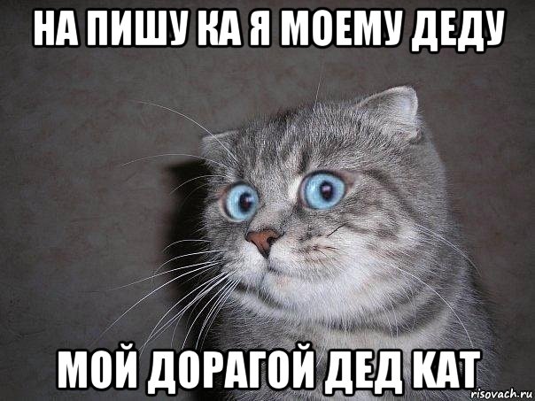 на пишу ка я моему деду мой дорагой дед kat, Мем  удивлённый кот