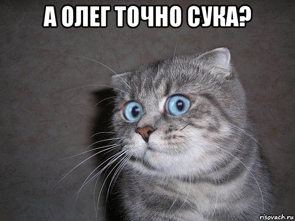 а олег точно сука? , Мем  удивлённый кот