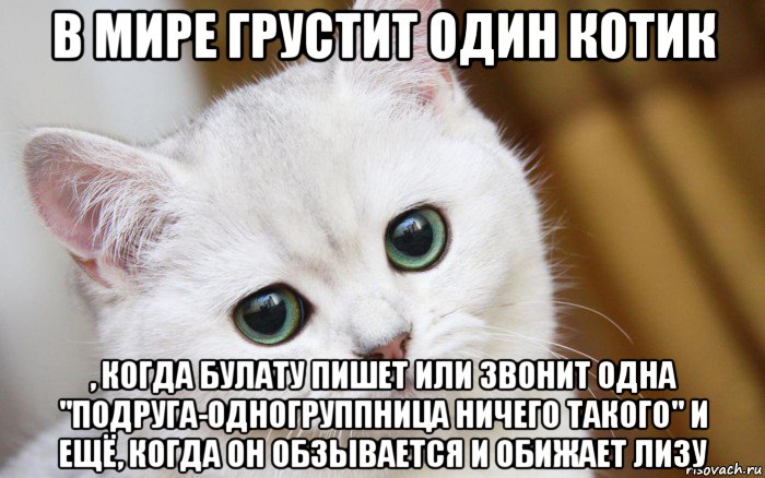 в мире грустит один котик , когда булату пишет или звонит одна "подруга-одногруппница ничего такого" и ещё, когда он обзывается и обижает лизу, Мем  В мире грустит один котик