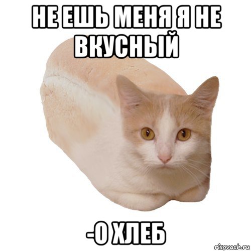 Не ешь меня. Я кот не ешьте меня. Я не хлеб не ешь меня. Я кот а не хлеб не ешь меня подумай.