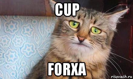 cup forxa, Мем  кот печаль