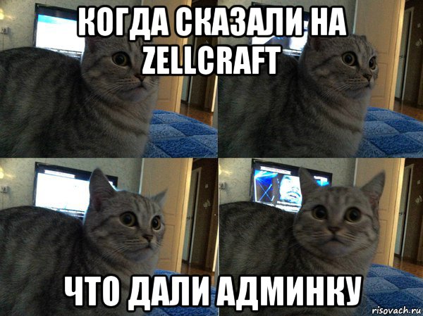 когда сказали на zellcraft что дали админку, Мем  Кот в шоке