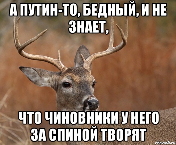 а путин-то, бедный, и не знает, что чиновники у него за спиной творят, Мем  Наивный Олень v2