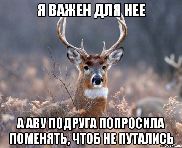 я важен для нее а аву подруга попросила поменять, чтоб не путались, Мем   Наивный олень