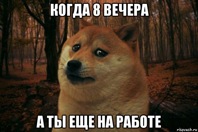 когда 8 вечера а ты еще на работе, Мем SAD DOGE