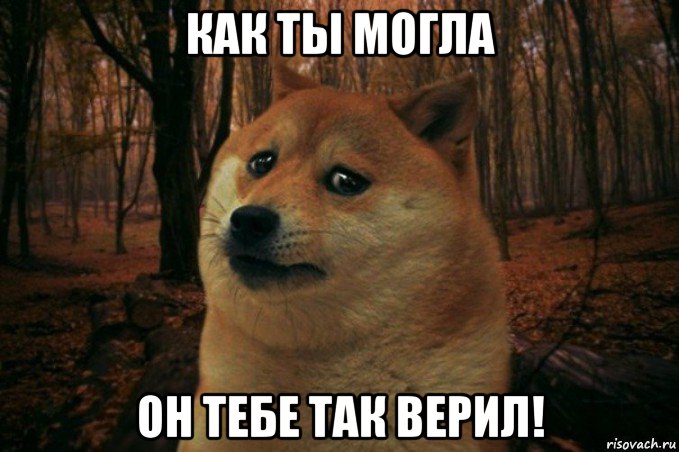 как ты могла он тебе так верил!, Мем SAD DOGE