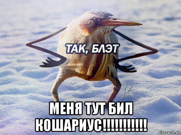  меня тут бил кошариус!!!!!!!!!!!, Мем  Так блэт птица с руками