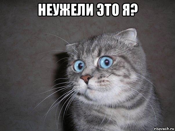 неужели это я? , Мем  удивлённый кот