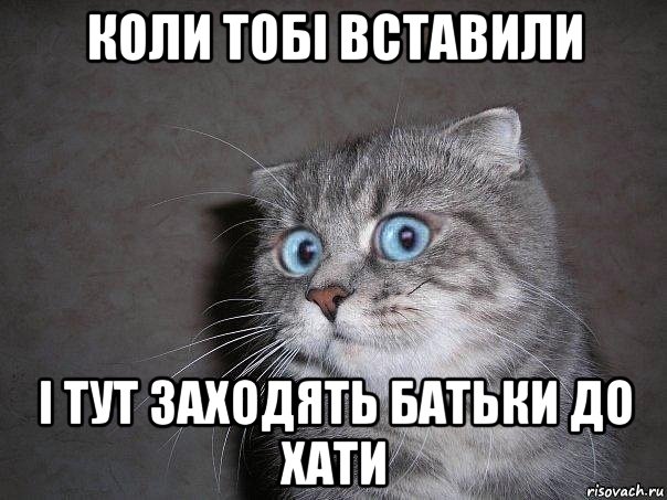 коли тобі вставили і тут заходять батьки до хати, Мем  удивлённый кот