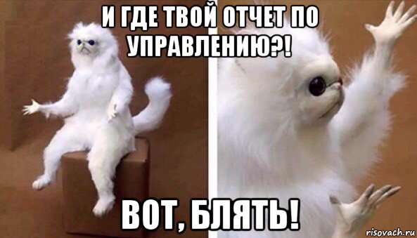 и где твой отчет по управлению?! вот, блять!, Мем Чучело кота