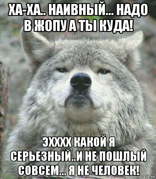 ха-ха.. наивный... надо в жопу а ты куда! эхххх какой я серьезный..и не пошлый совсем... я не человек!, Мем    Гордый волк