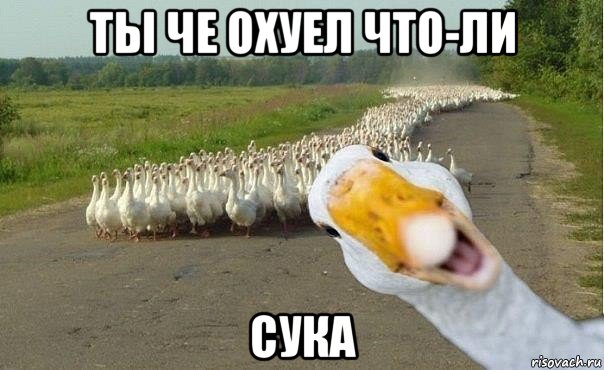 ты че охуел что-ли сука, Мем гуси