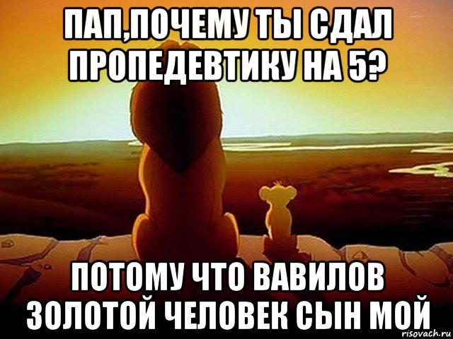 пап,почему ты сдал пропедевтику на 5? потому что вавилов золотой человек сын мой, Мем  король лев