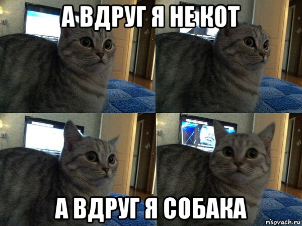 а вдруг я не кот а вдруг я собака