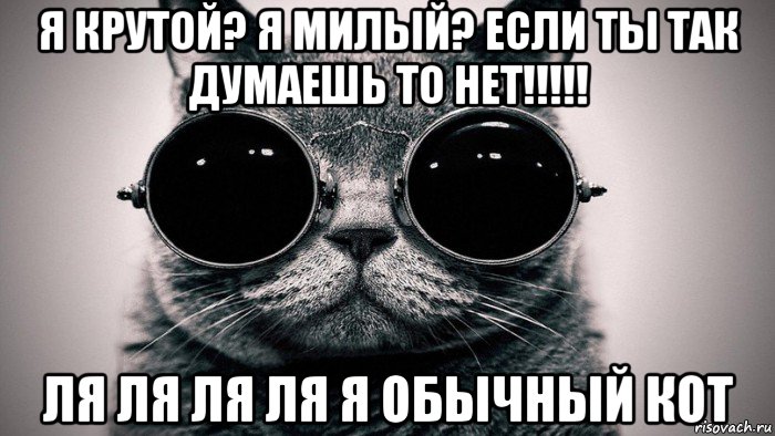 я крутой? я милый? если ты так думаешь то нет!!!!! ля ля ля ля я обычный кот, Мем Котоматрица