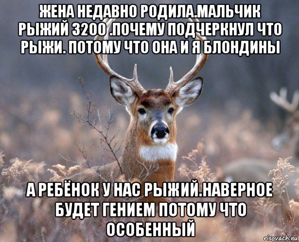 жена недавно родила.мальчик рыжий 3200 .почему подчеркнул что рыжи. потому что она и я блондины а ребёнок у нас рыжий.наверное будет гением потому что особенный, Мем   Наивный олень