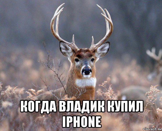  когда владик купил iphone, Мем   Наивный олень