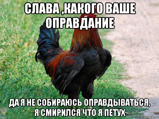 слава ,какого ваше оправдание да я не собираюсь оправдываться, я смирился что я петух, Мем петух