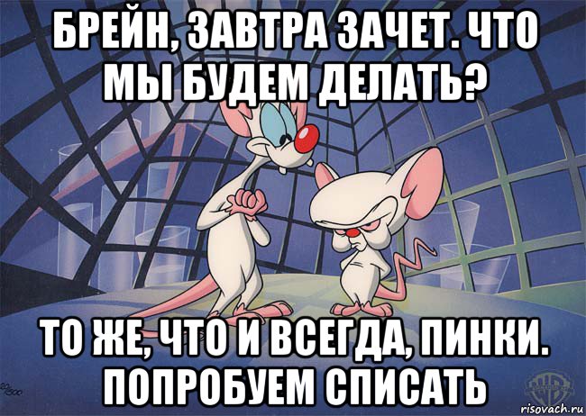 брейн, завтра зачет. что мы будем делать? то же, что и всегда, пинки. попробуем списать, Мем ПИНКИ И БРЕЙН