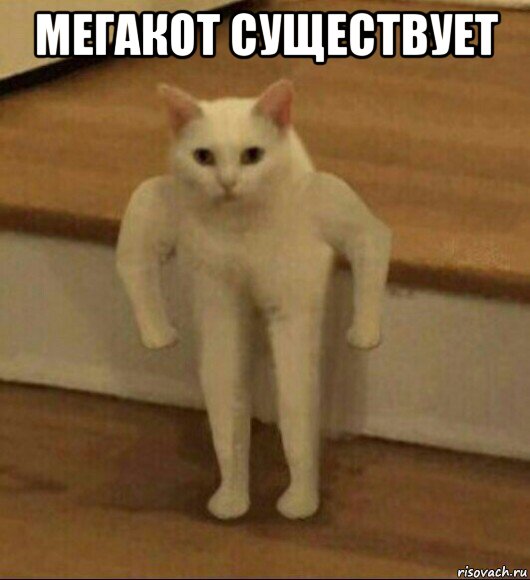 мегакот существует , Мем  Полукот