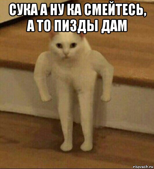 сука а ну ка смейтесь, а то пизды дам , Мем  Полукот