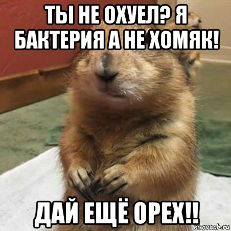 ты не охуел? я бактерия а не хомяк! дай ещё орех!!, Мем Суслик спрашивает