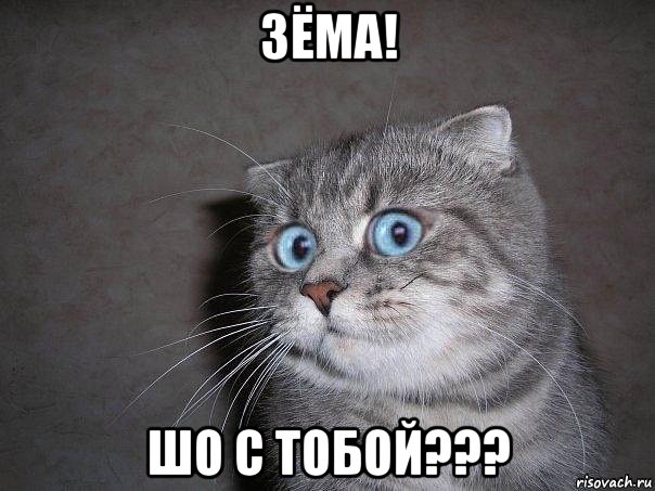 зёма! шо с тобой???, Мем  удивлённый кот