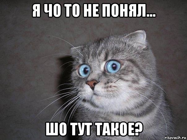 я чо то не понял... шо тут такое?, Мем  удивлённый кот