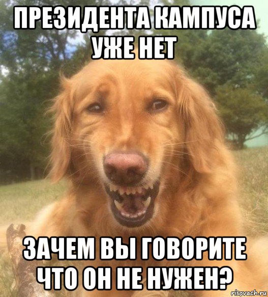 президента кампуса уже нет зачем вы говорите что он не нужен?, Мем   Когда увидел что соседского кота отнесли в чебуречную