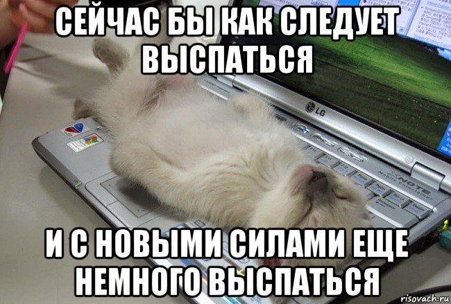 Поспи сейчас. Коты спят мемы. Мемы со спящими котами. Мемы с котиками спать. Мем со спящим котом.