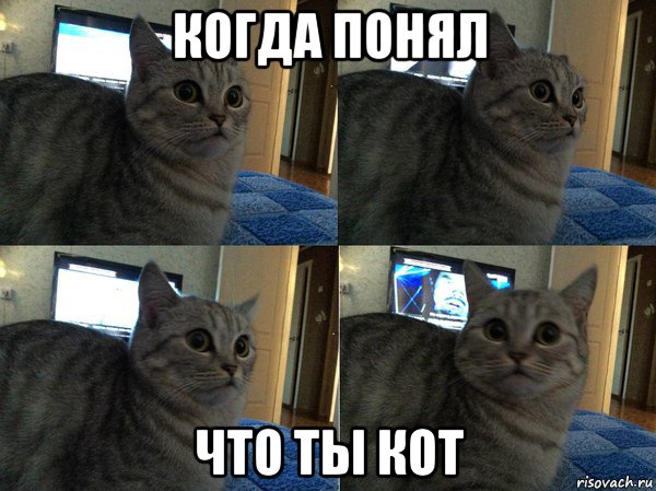 когда понял что ты кот