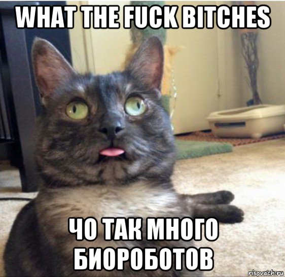 what the fuck bitches чо так много биороботов, Мем   Кот завис