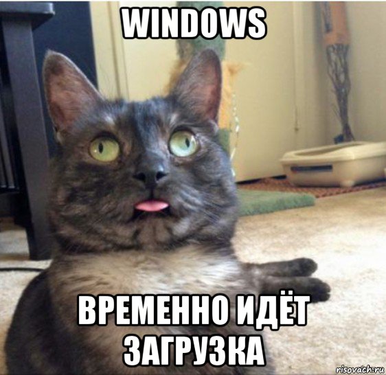 windows временно идёт загрузка, Мем   Кот завис