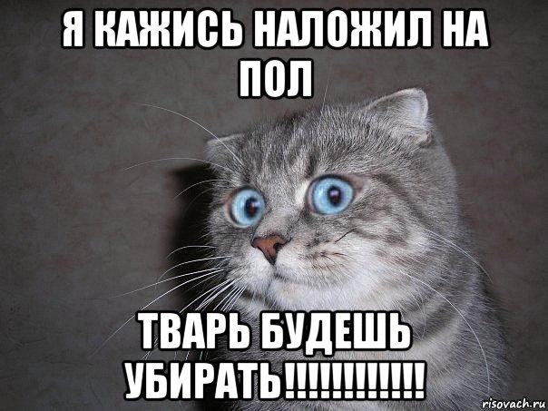 я кажись наложил на пол тварь будешь убирать!!!!!!!!!!!!, Мем  удивлённый кот