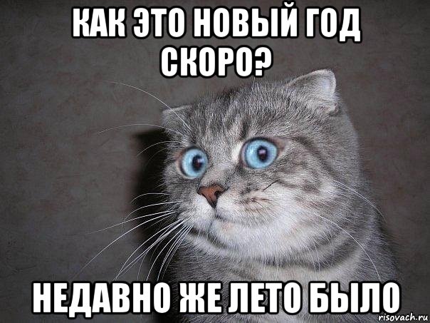 как это новый год скоро? недавно же лето было, Мем  удивлённый кот