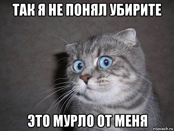 так я не понял убирите это мурло от меня, Мем  удивлённый кот