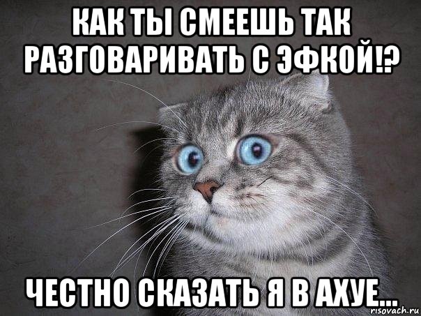 как ты смеешь так разговаривать с эфкой!? честно сказать я в ахуе..., Мем  удивлённый кот