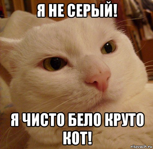 я не серый! я чисто бело круто кот!, Мем Дерзкий котэ