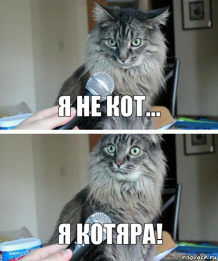 я не кот... я котяра!, Комикс  кот с микрофоном
