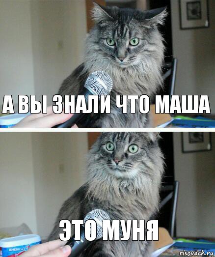 А вы знали что Маша Это Муня, Комикс  кот с микрофоном