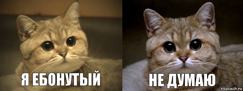 Я ебонутый не думаю, Комикс мудак