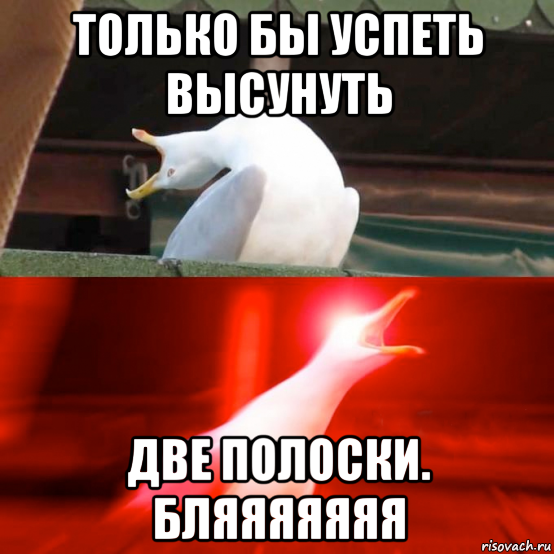 Рассказ только бы успеть. Две полоски Мем. Мемы про две полоски. Успеть бы всё.