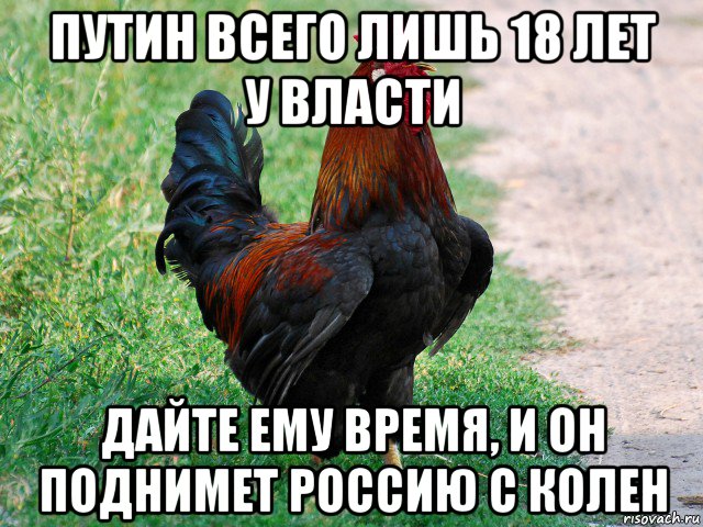 путин всего лишь 18 лет у власти дайте ему время, и он поднимет россию с колен, Мем петух