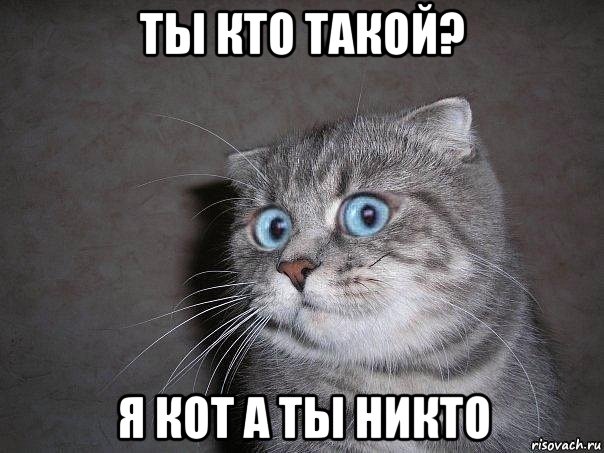 ты кто такой? я кот а ты никто, Мем  удивлённый кот