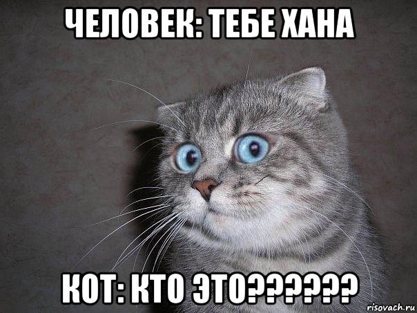 человек: тебе хана кот: кто это??????, Мем  удивлённый кот