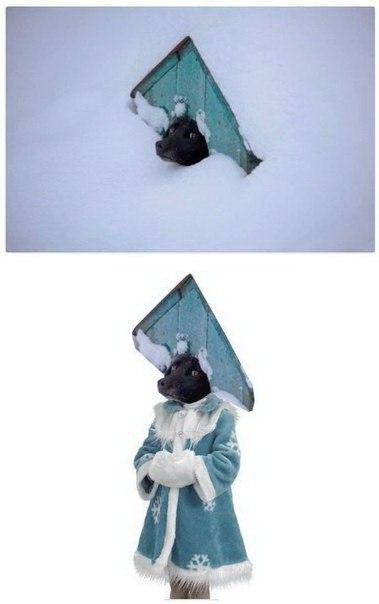 картинки собака,картинки новый год,картинки снегурочка