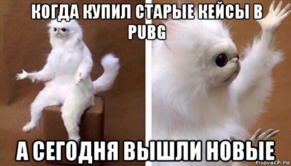 когда купил старые кейсы в pubg а сегодня вышли новые, Мем Чучело кота