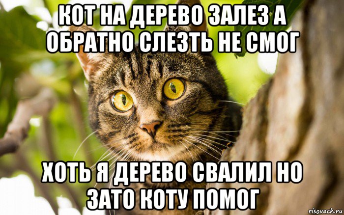 кот на дерево залез а обратно слезть не смог хоть я дерево свалил но зато коту помог, Мем    Наивный котейка